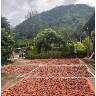 Cỏ máu thảo dược Tây Bắc