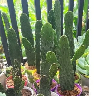Xương rồng tai thỏ không gai vườn sen Đăk Lăk. Cây cảnh trang trí nhà cửa
