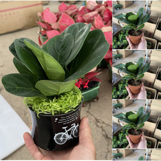 Cây BÀNG SINGAPORE mini để bàn, Cao 15cm lá to khỏe [sp30]