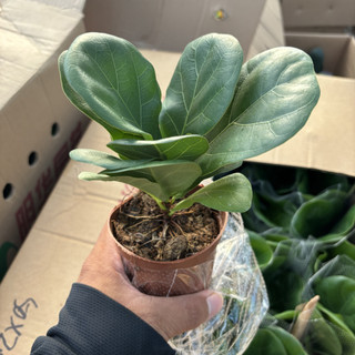 Cây BÀNG SINGAPORE mini để bàn, Cao 15cm lá to khỏe [sp30]