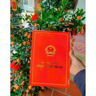 COMBO 5LÍT MẬT ONG HOA NHÃN ( TẶNG KÈM THÊM 1L)