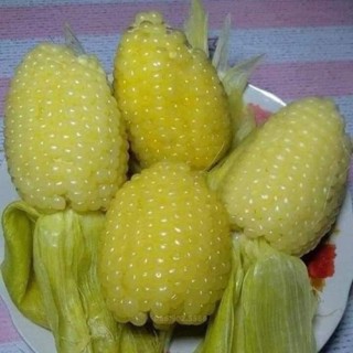  Hạt giống ngô nếp nù dẻo ngon ngọt dễ trồng quanh năm tại nhà chât lượng cao gói 50 gr 