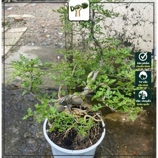 Chậu cây Cần Thăng  Bonsai  - Dáng cây đẹp - Trang trí sang trọng! 