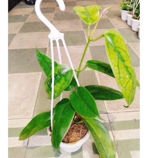 Cây lan cẩm cù nhiều màu hoa