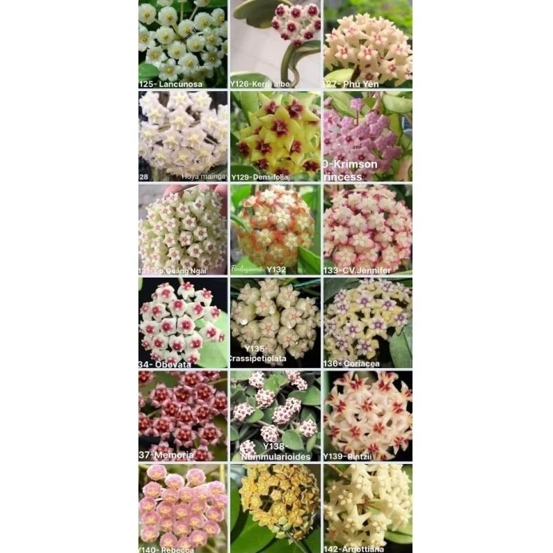 Cây lan cẩm cù nhiều màu hoa