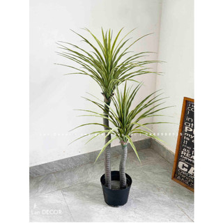 💥 Cây giả - Cây Phát Tài Núi 1 Thân trang trí nội thất phòng khách, văn phòng đẹp tự nhiên, giống hệt cây thật