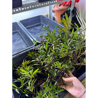  Cây Mị Nương phù hợp trang trí set up hồ biotope hồ thuỷ sinh bán cạn không cần CO2 