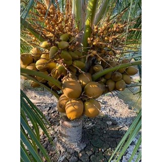 Cây 🌲 Dừa Malay siêu trái