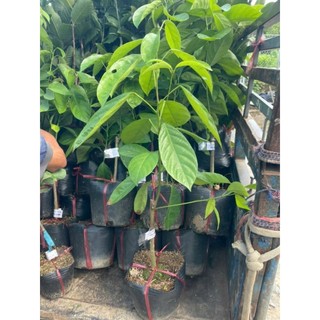 Cây 🌲 Dâu  da vàng