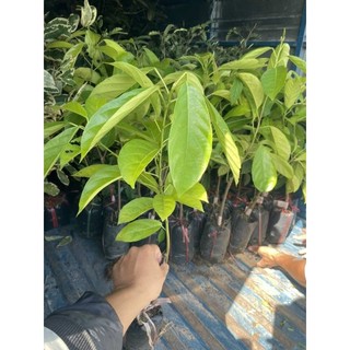 Cây 🌲 Dâu  da vàng