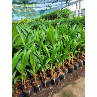 Cây 🌲 Dừa Malay siêu trái
