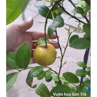 (VHST giao trong ngày) CÂY CHANH TA (TỨ QUÝ) đang hoa/trái.