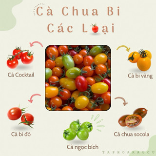 Cà chua bi đỏ/ Cà bi vàng/ Cà sôcôla/ Cà bi ngọc bích/ Cà Cocktail ( giao hoả tốc )