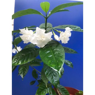 cây hoa ngọc bút cánh kép