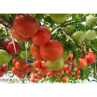 Hạt giống Cà chua bạch tuộc ( cà chua leo giàn 10 hạt ) (TẶNG gói kích thích hạt nảy mầm)