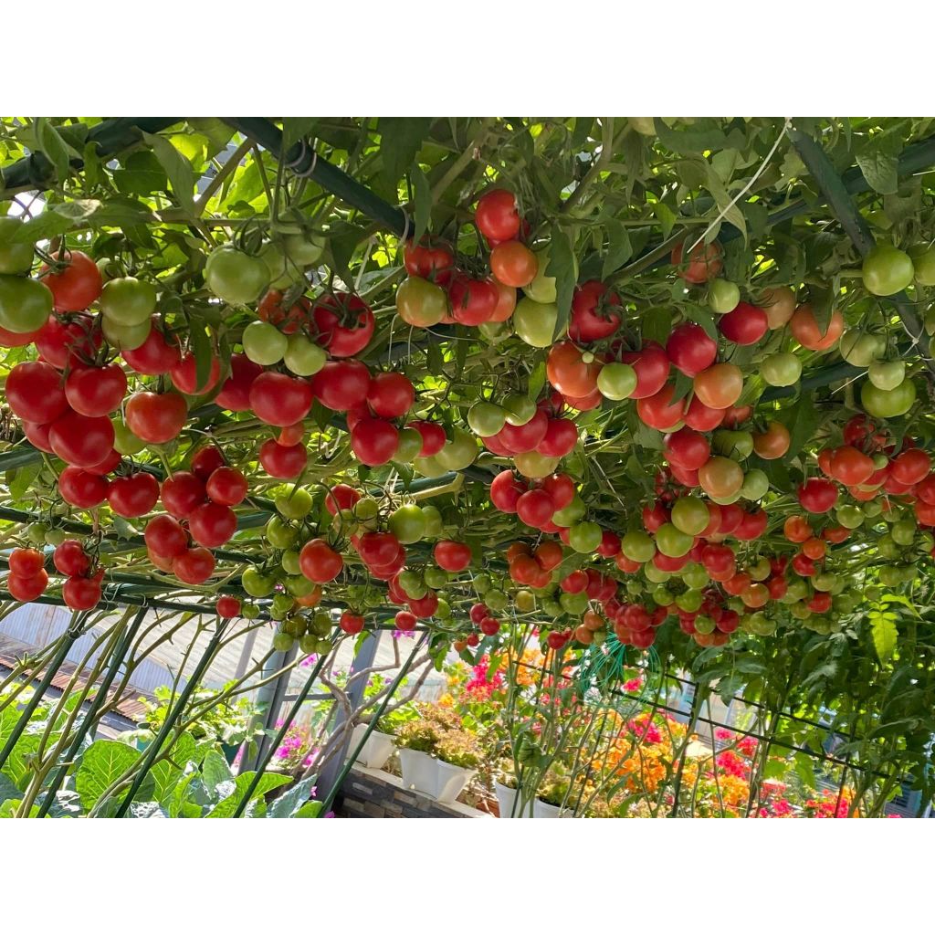 Hạt giống Cà chua bạch tuộc ( cà chua leo giàn 10 hạt ) (TẶNG gói kích thích hạt nảy mầm)