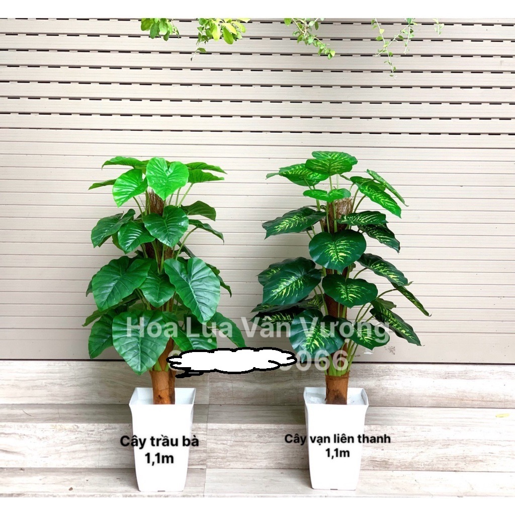 CÂY GIẢ 🌺 CÂY TRẦU BÀ LEO CỘT CAO 1,1M