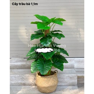 CÂY GIẢ 🌺 CÂY TRẦU BÀ LEO CỘT CAO 1,1M