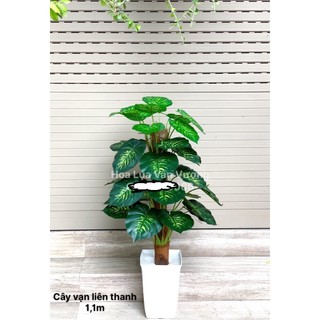 CÂY GIẢ 🌺 CÂY TRẦU BÀ LEO CỘT CAO 1,1M