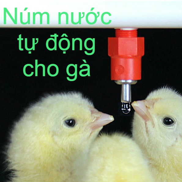 ComBo 50 Núm Nước Tự Động Cho Gà