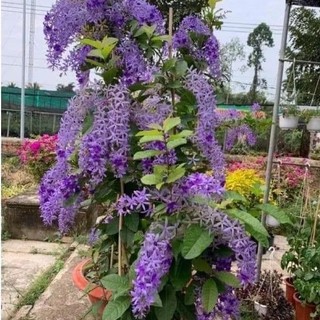 Cây mai xanh thái hoa chùm to