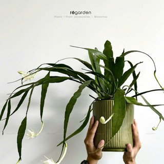 Cây Nhật Quỳnh - Epiphyllum Cactus, Cây Ưa Nắng Đã Thuần Khí Hậu Sài Gòn, Nở Hoa Quanh Năm