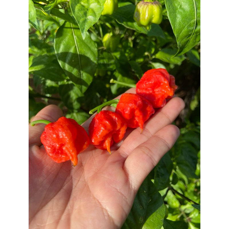 Cây giống ớt carolina reaper