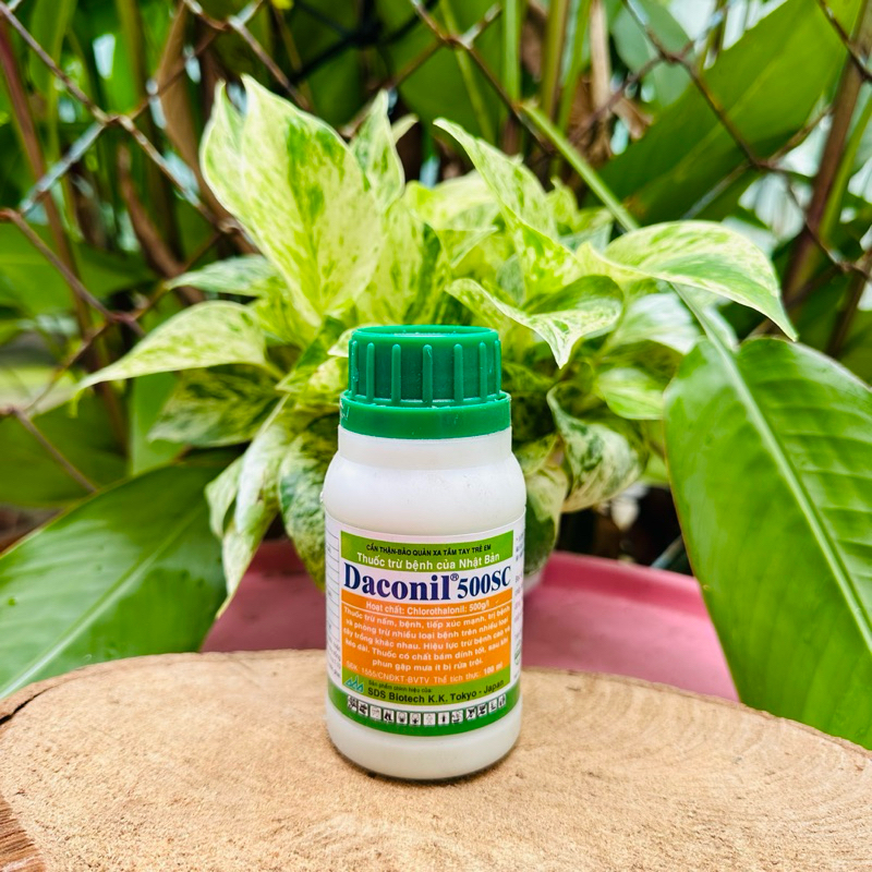 Daconil 500SC/100ml -Chế Phẩm của Nhật trừ Thán Thư ,Phấn Trắng, Đốm Lá