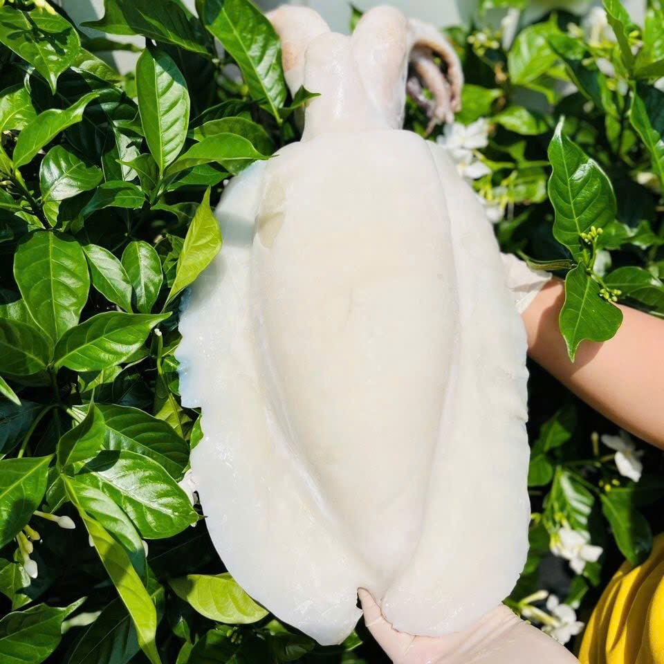 MỰC NANG TƯƠI LÀM SẠCH - Mực nang khủng lồ size VIP 1Kg-1.5Kg/con - Ship hỏa tốc HCM