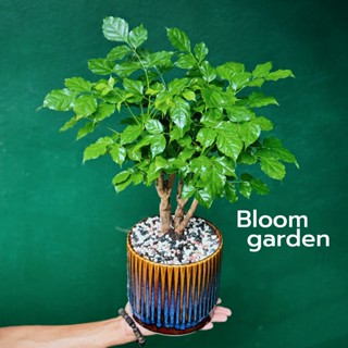 [Hỏa tốc - HCM] Chậu cây Hạnh Phúc để bàn - Quà tặng ý nghĩa những dịp lễ tết, sinh nhật, tân gia