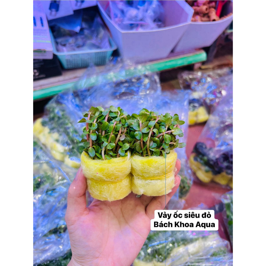 Cây thủy sinh - Vảy Ốc siêu đỏ