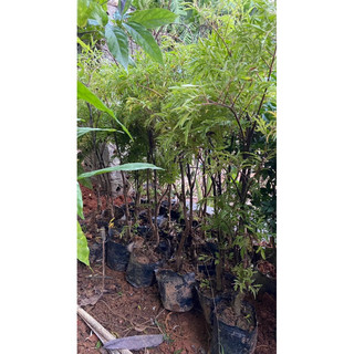 giống Đinh lăng nếp ta lá nhỏ cao 50cm
