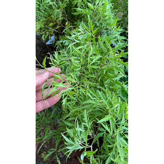 giống Đinh lăng nếp ta lá nhỏ cao 50cm