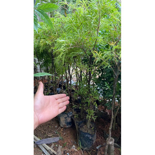 giống Đinh lăng nếp ta lá nhỏ cao 50cm