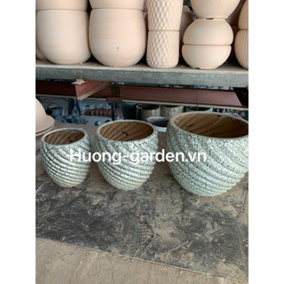 Chậu xoắn Men rạn Bát Tràng . ( Chỉ ship hoả tốc ) Trồng cây hoa lan, Lan hồ điệp, cây cảnh