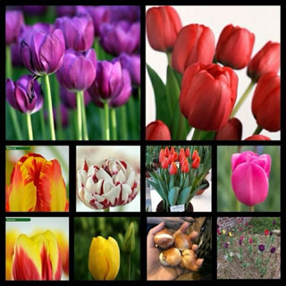 Củ Hoa Tulip (Tuylip) Hà Lan, Màu Sắc Phong Phú Dễ Trồng , Ra Hoa Sau 30-35 Ngày