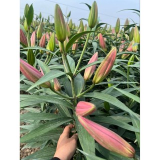 củ giống hoa ly cao thơm đỏ dalian