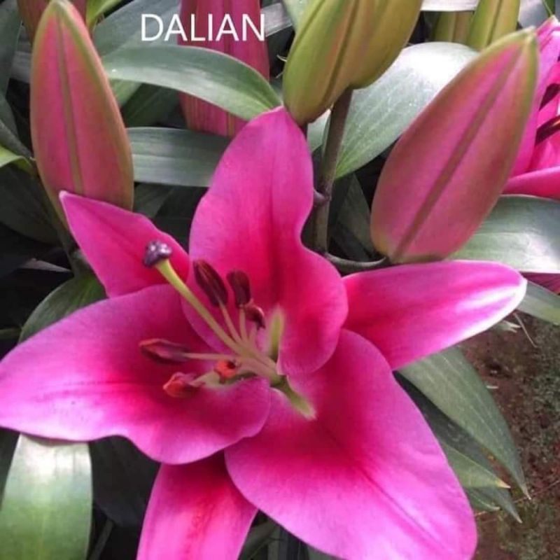 củ giống hoa ly cao thơm đỏ dalian