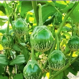 Hạt giống Cà bát ta da ếch - 1 gói 0,5gram - STHG