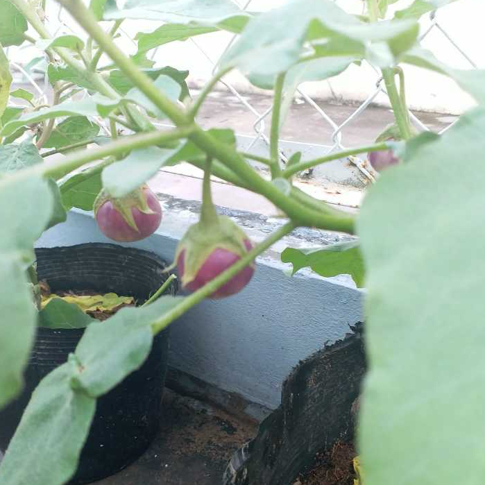 Hạt Giống Cà Pháo Tím Cao Sản - 0,5gram - STHG