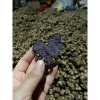 1Kg-Gừng Đen (N ga.i đen,Ng a i tím) Đào Rừng chắc lọi đậm
