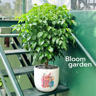 [Hỏa tốc - HCM] Chậu cây tặng Tân Gia - Chậu cây Hạnh phúc, Kim tiền, Phát tài thay cho lời chúc