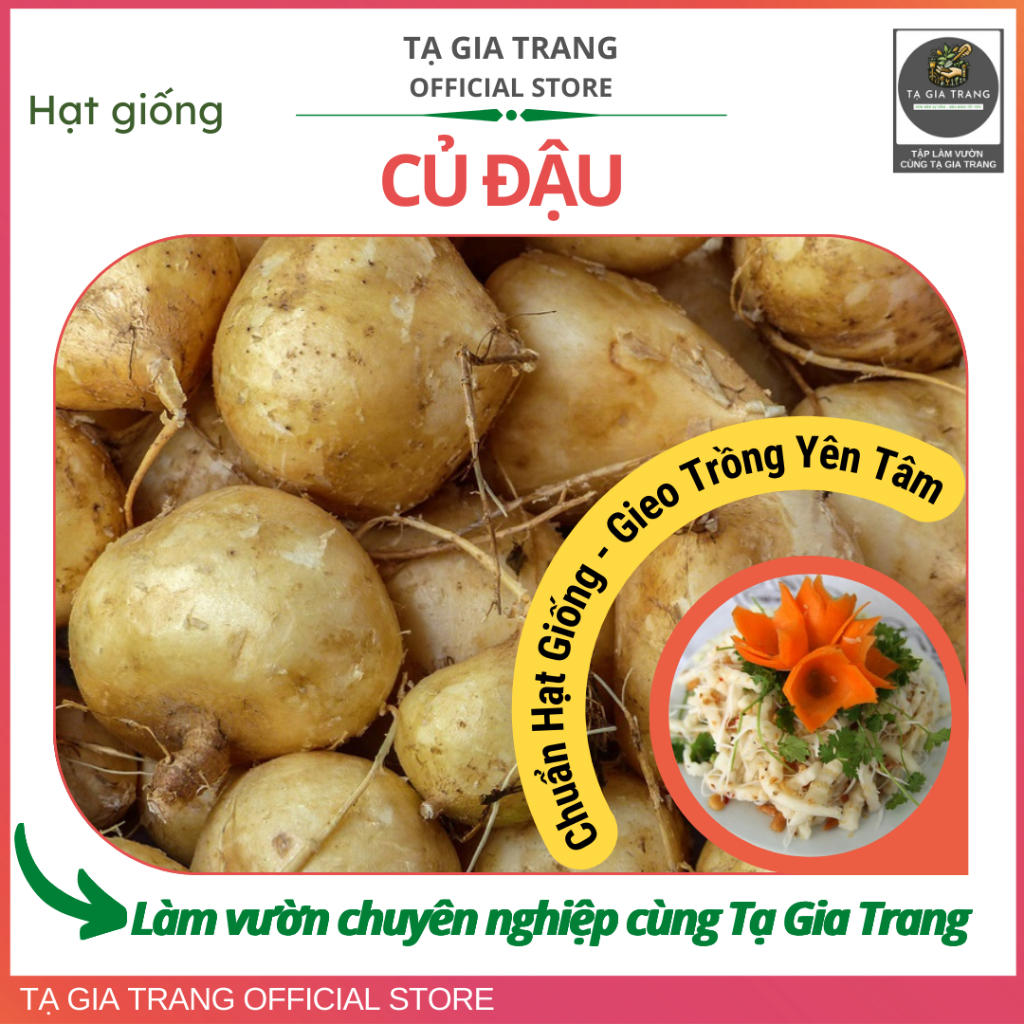 Hạt giống củ đậu (củ sắn), dễ trồng, năng suất cao, củ ngọt mát