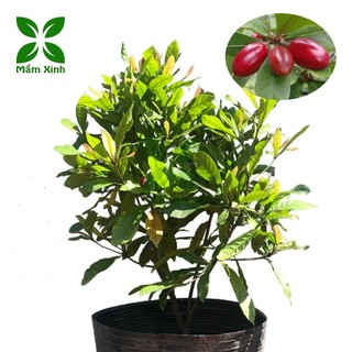 CÂY THẦN KỲ CAO 40CM
