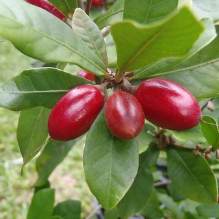 CÂY THẦN KỲ CAO 40CM