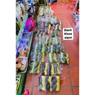 Cây cắt cắm -Tiểu bảo tháp