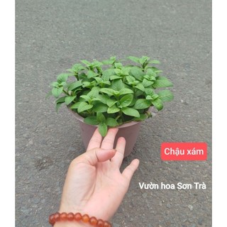 (VHST giao trong ngày) RAU CÁC LOẠI - CÂY RAU XÁ XỊ.