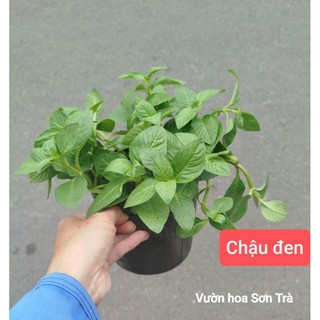 (VHST giao trong ngày) RAU CÁC LOẠI - CÂY RAU XÁ XỊ.