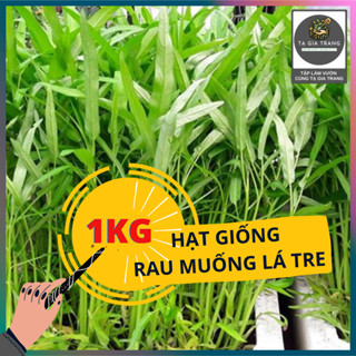 1Kg Hạt Giống Rau Muống Lá Tre