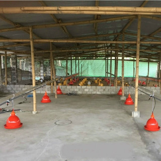 Máng Nước Tự Động Cho Gà Tín Phát, Mã TP01 nhựa nguyên sinh bền bỉ, dùng cho gà vịt tự động